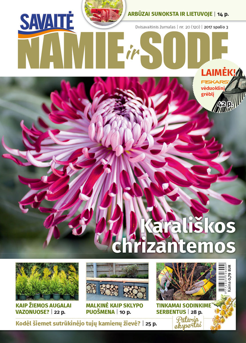 Namie Ir Sode 20 (2017)