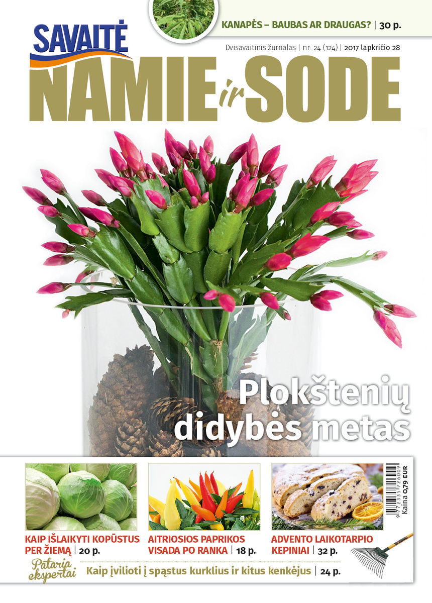 Namie Ir Sode 24 (2017)