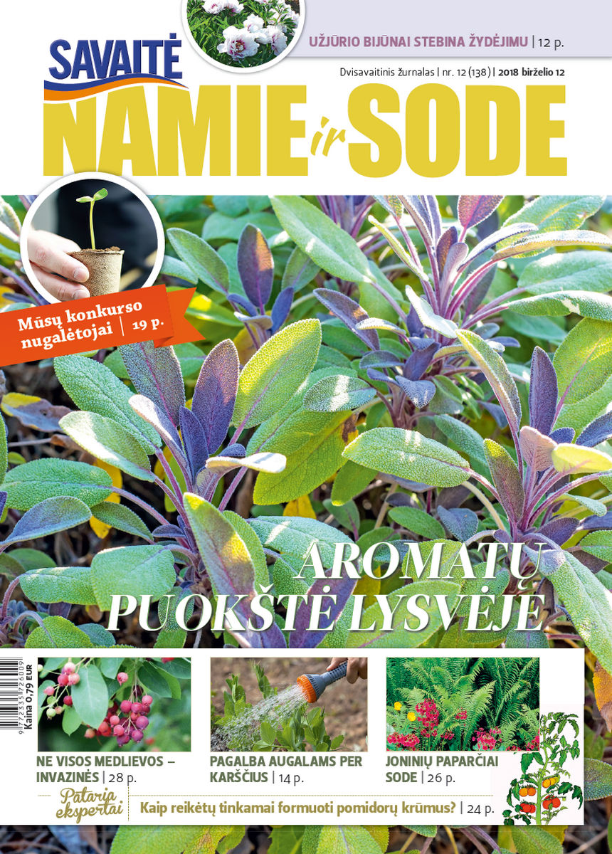 Namie Ir Sode 12 (2018)