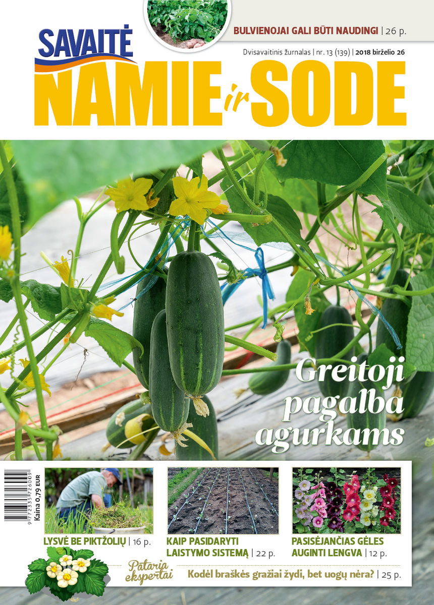 Namie Ir Sode 13 (2018) Namie Ir Sode 13 (2018)