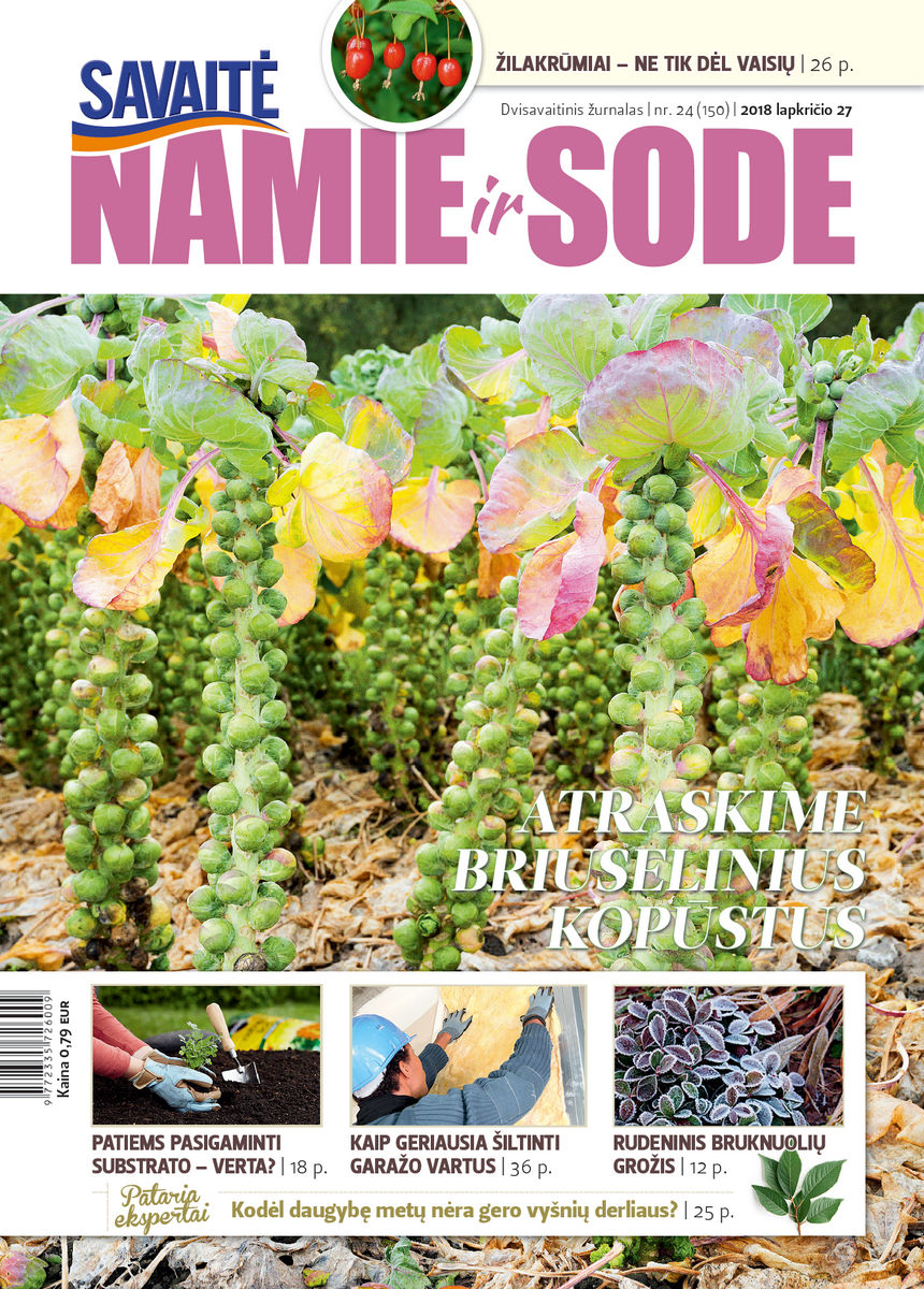 Namie Ir Sode 24 (2018) Namie Ir Sode 24 (2018)