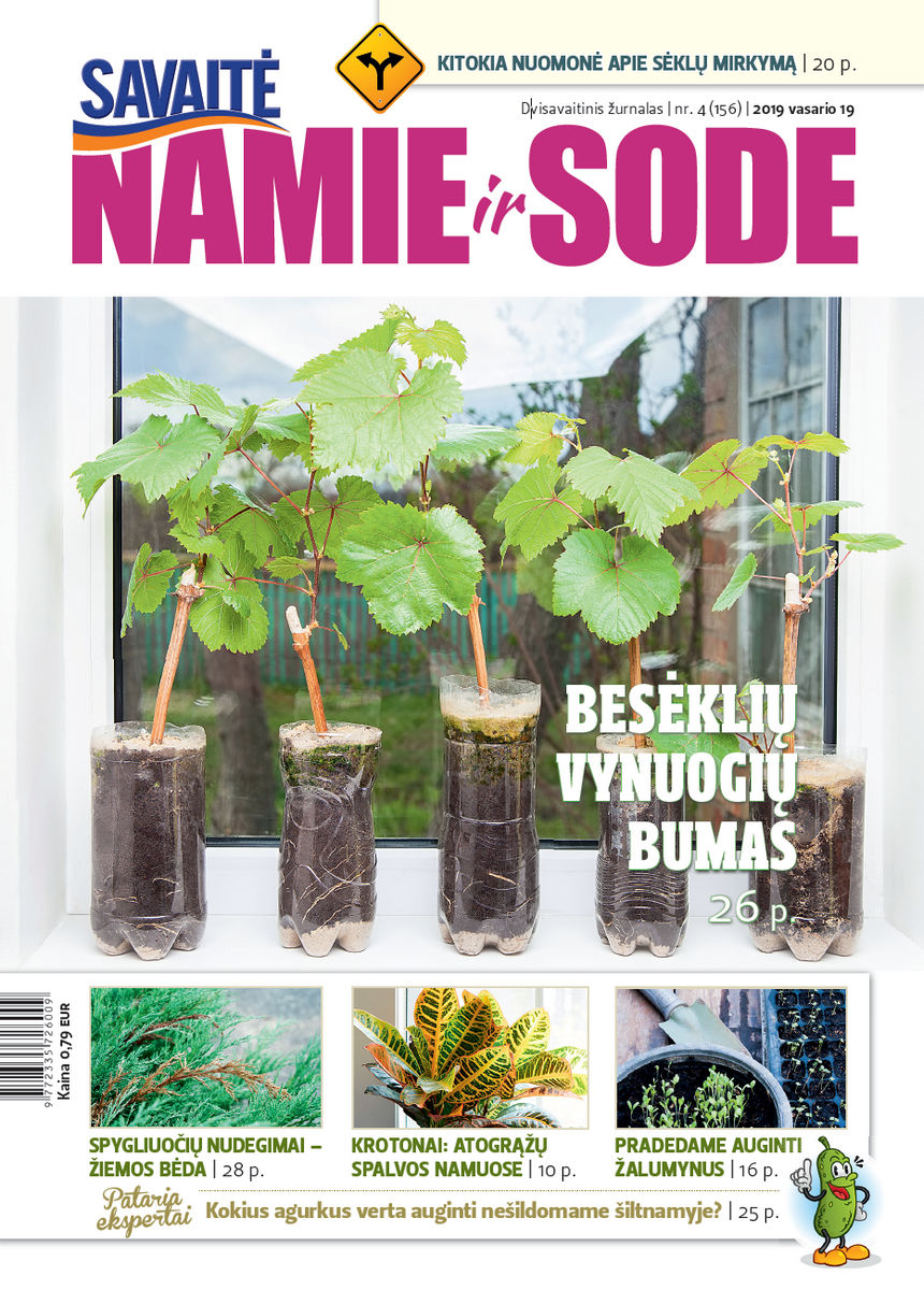 Namie Ir Sode 04 (2019)