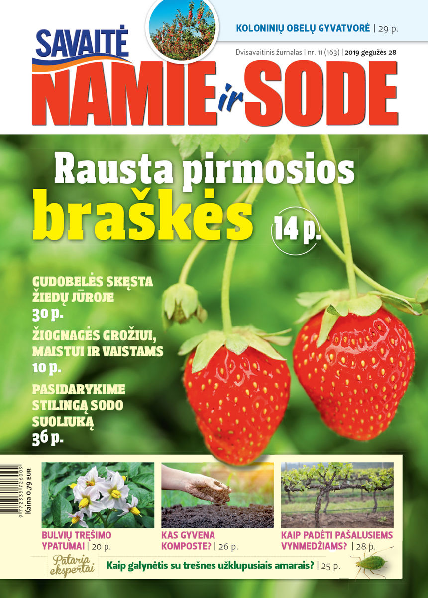 Namie Ir Sode 11 (2019)