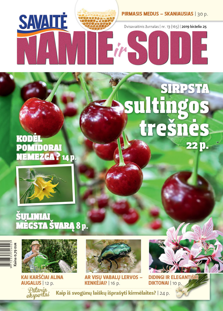 Namie Ir Sode 13 (2019) Namie Ir Sode 13 (2019)