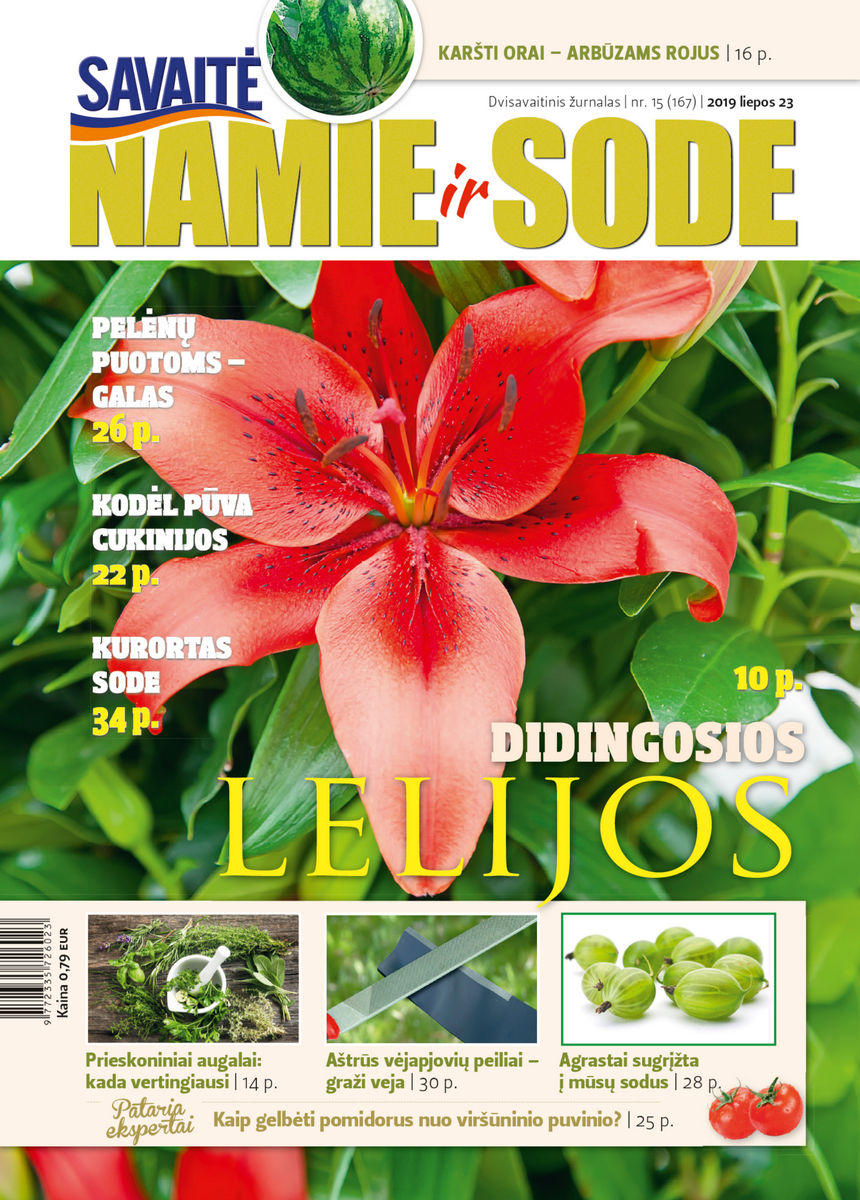 Namie Ir Sode 15 (2019)