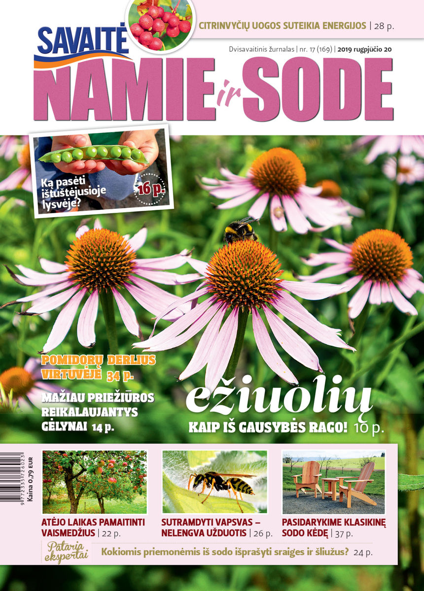 Namie Ir Sode 17 (2019)