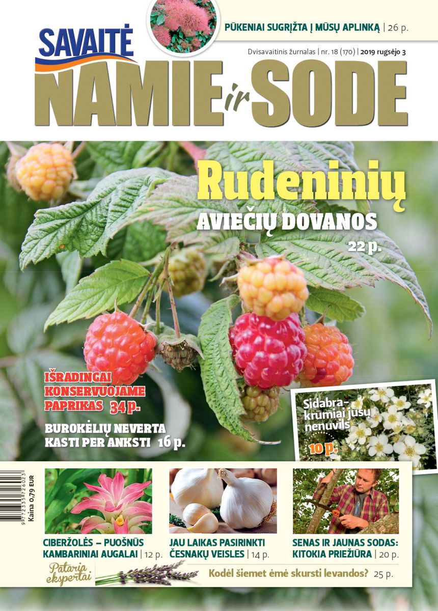 Namie Ir Sode 18 (2019)