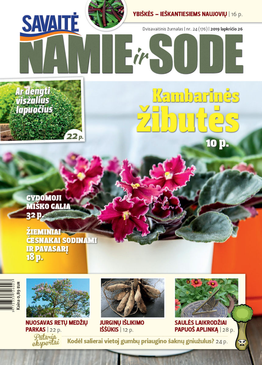 Namie Ir Sode 24 (2019)