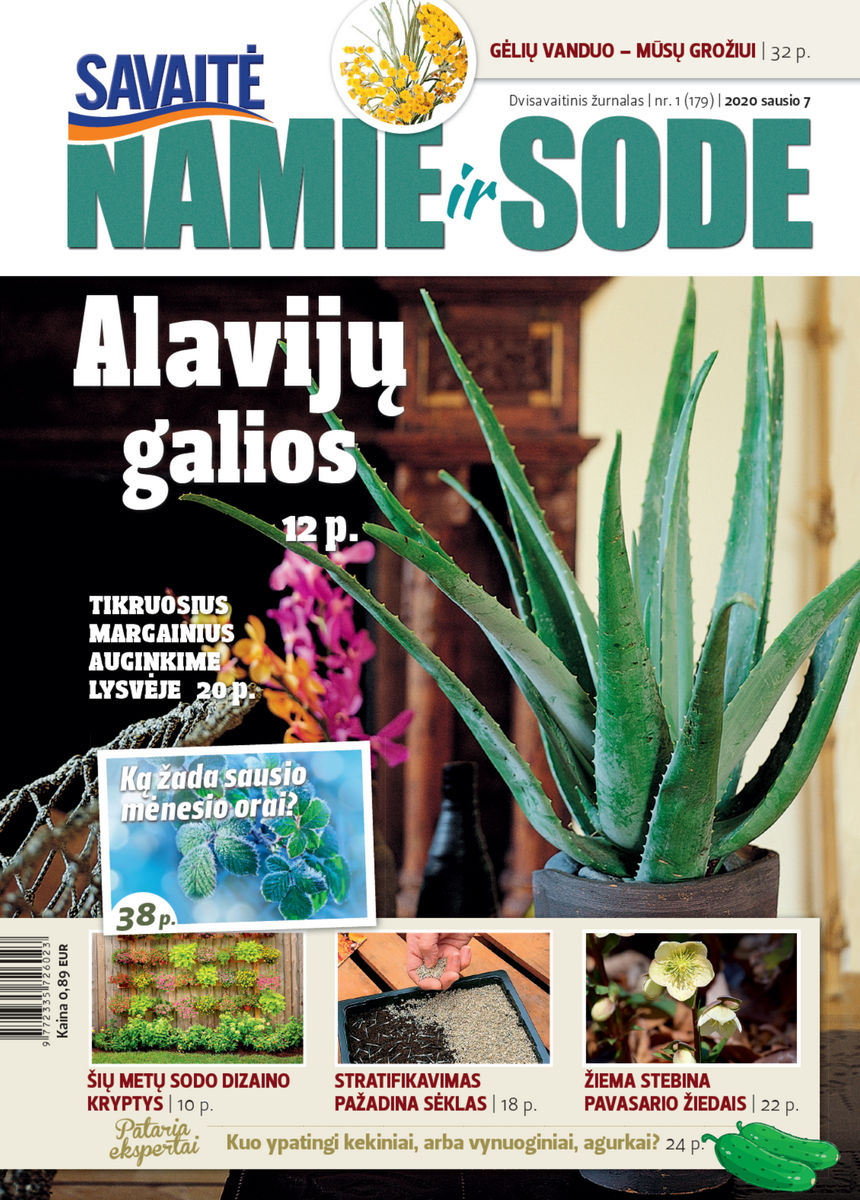 Namie Ir Sode 01 (2020) Namie Ir Sode 01 (2020)