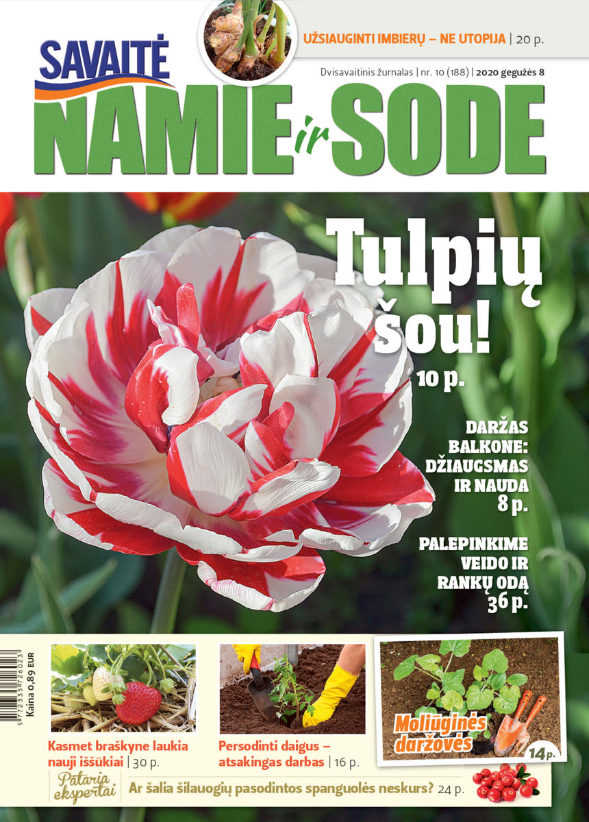 Namie Ir Sode 10 (2020) Namie Ir Sode 10 (2020)