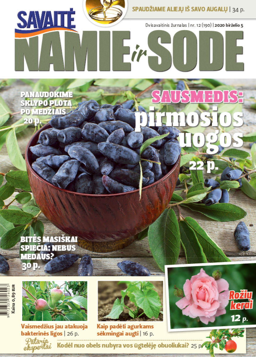 Namie Ir Sode 12 (2020) Namie Ir Sode 12 (2020)