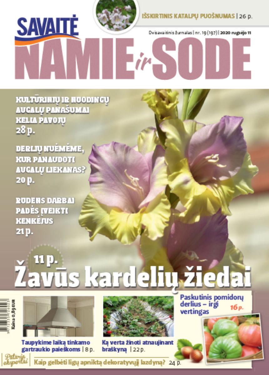 Namie Ir Sode 19 (2020)