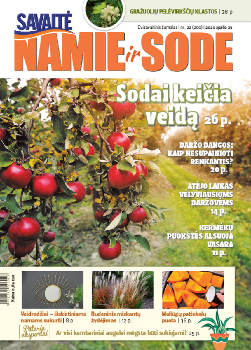 Namie Ir Sode 22 (2020)