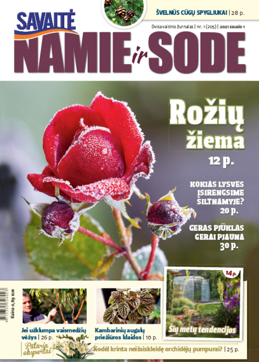 Namie Ir Sode 01 (2021) Namie Ir Sode 01 (2021)