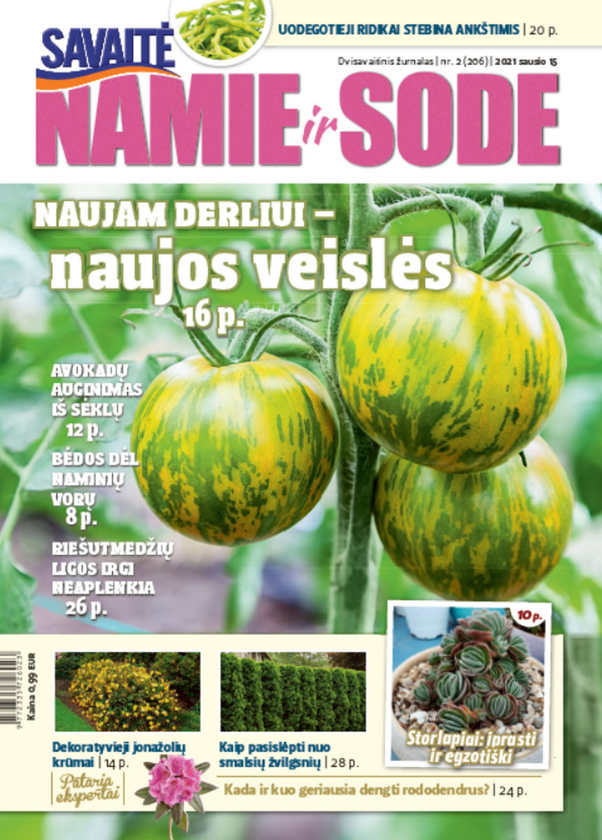 Namie Ir Sode 02 (2021) Namie Ir Sode 02 (2021)