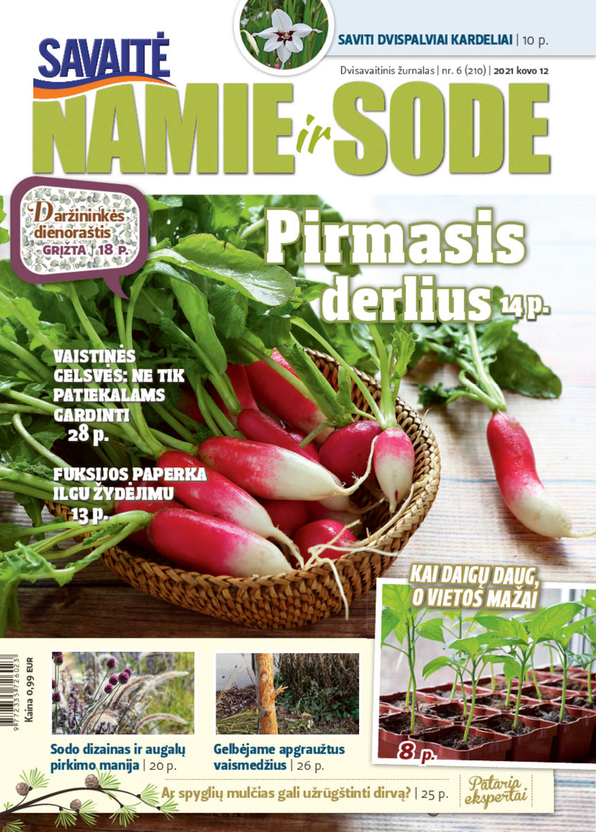 Namie Ir Sode 06 (2021) Namie Ir Sode 06 (2021)