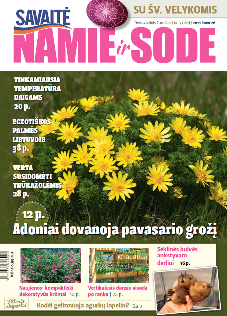 Namie Ir Sode 07 (2021) Namie Ir Sode 07 (2021)