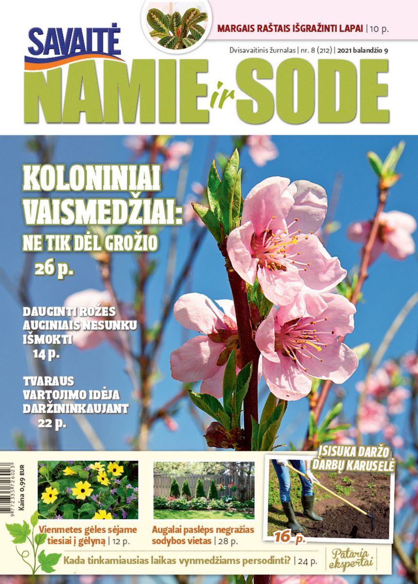 Namie Ir Sode 08 (2021) Namie Ir Sode 08 (2021)