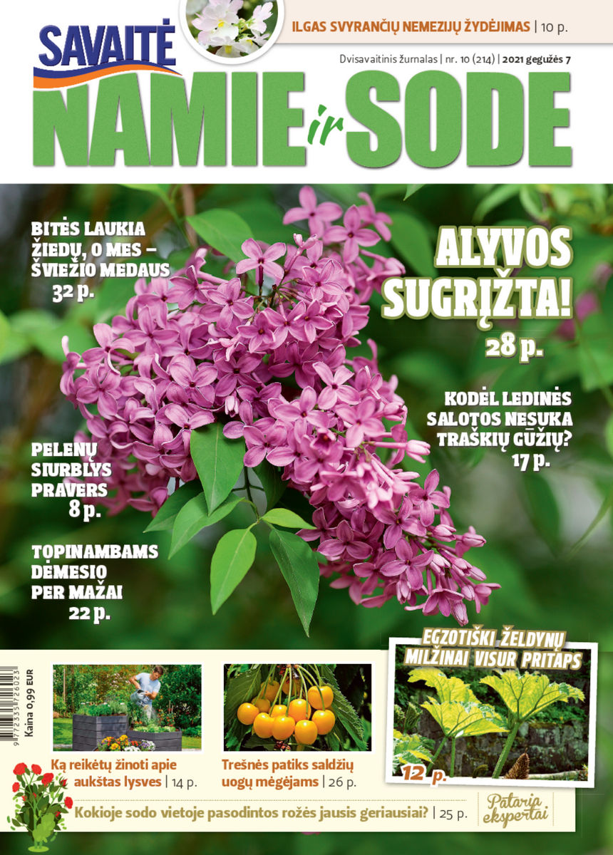 Namie Ir Sode 10 (2021) Namie Ir Sode 10 (2021)