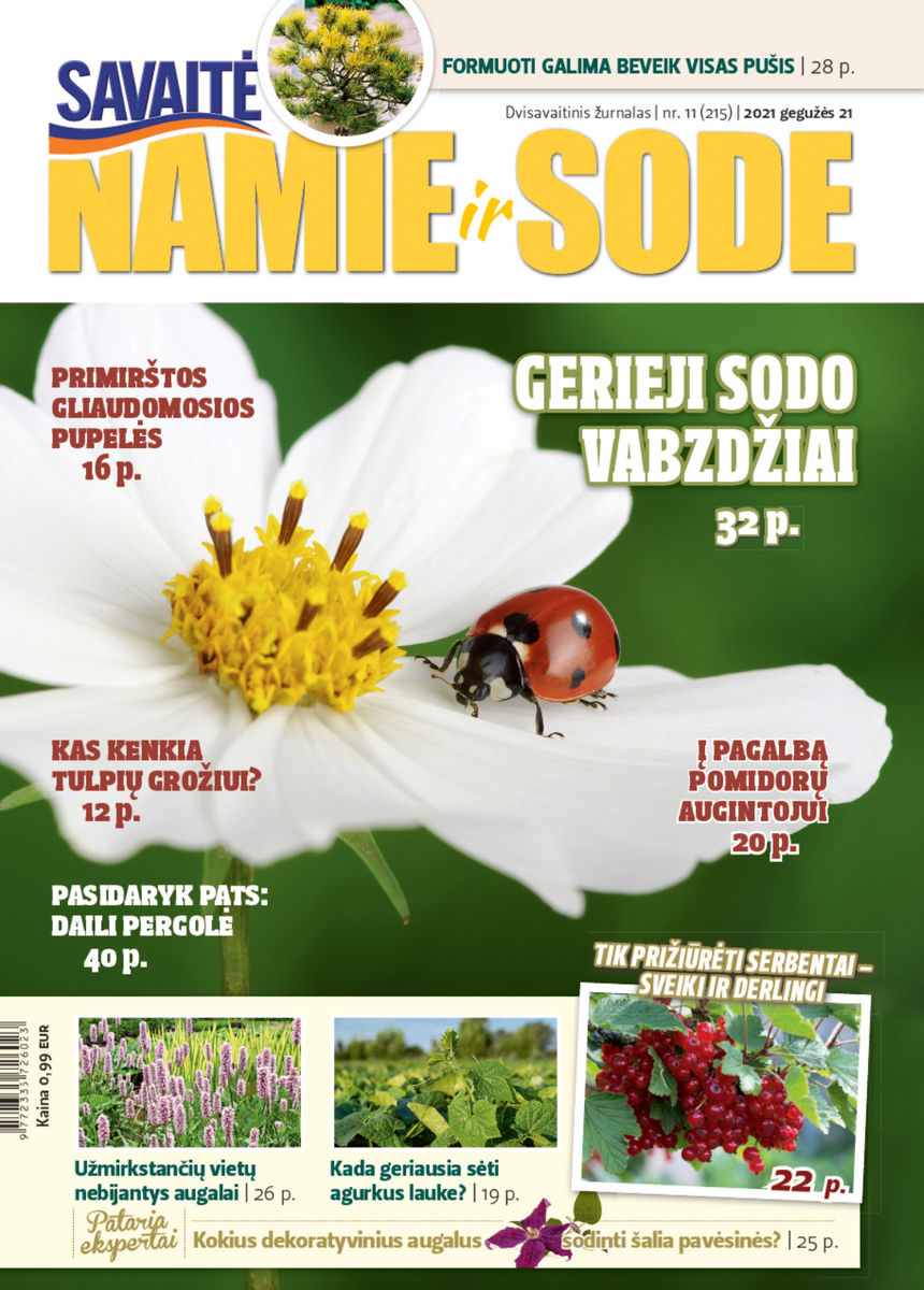 Namie Ir Sode 11 (2021)