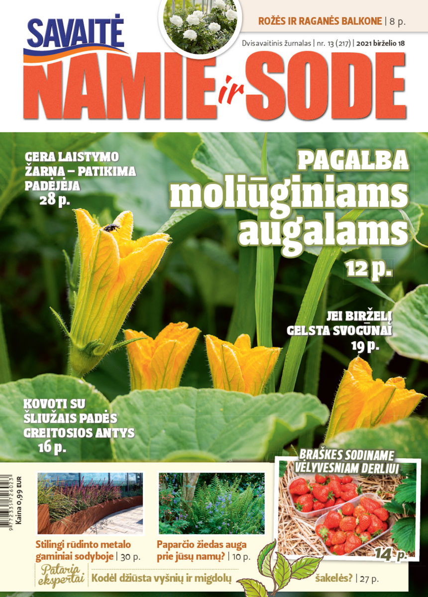 Namie Ir Sode 13 (2021) Namie Ir Sode 13 (2021)