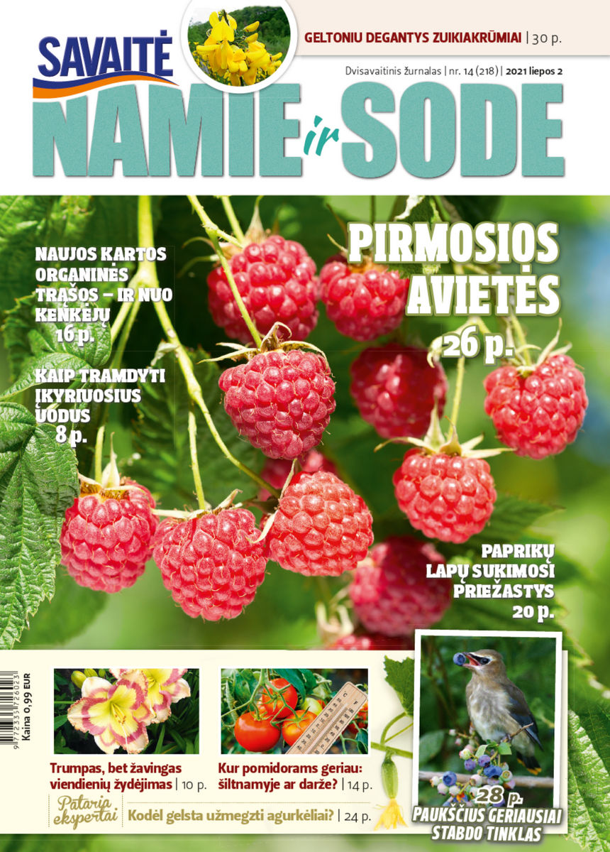 Namie Ir Sode 14 (2021) Namie Ir Sode 14 (2021)