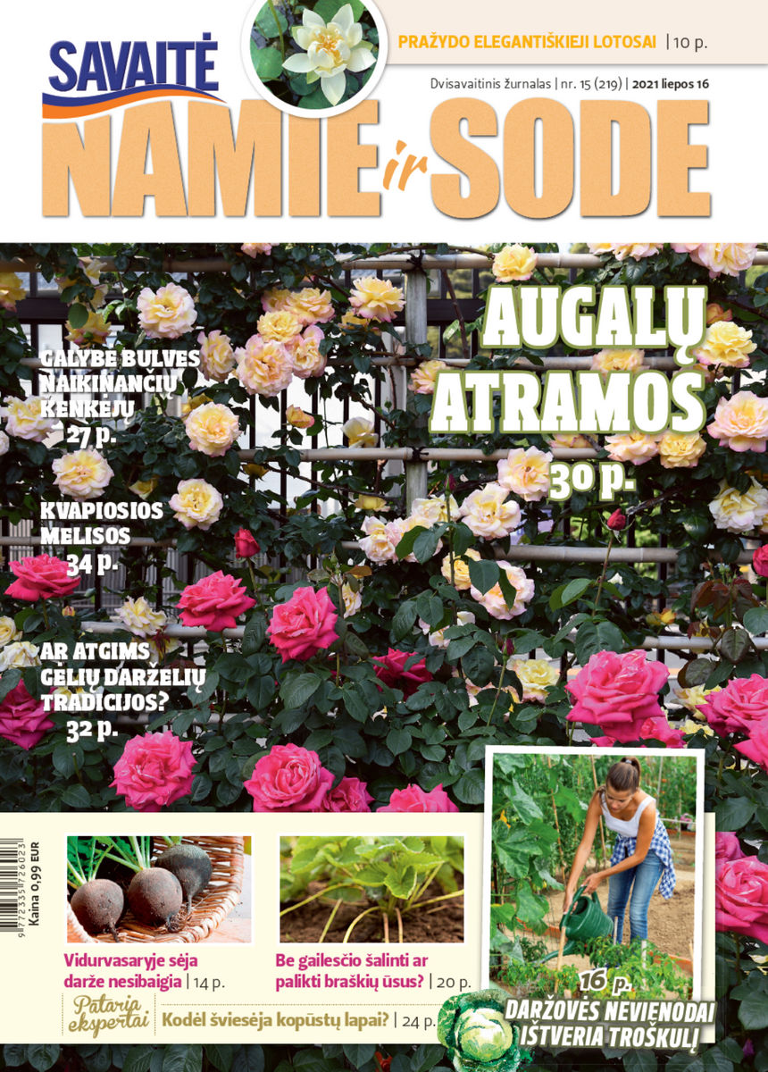 Namie Ir Sode 15 (2021) Namie Ir Sode 15 (2021)