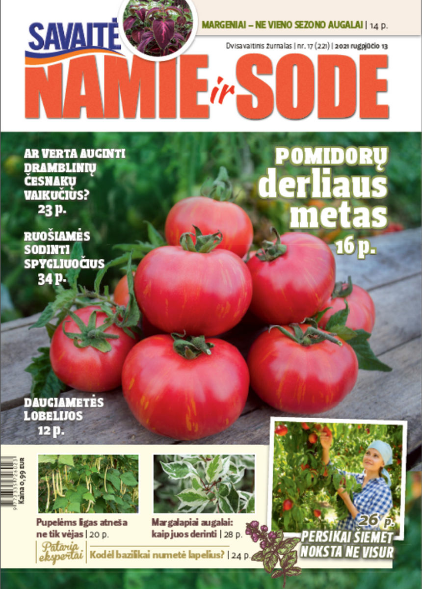 Namie Ir Sode 17 (2021) Namie Ir Sode 17 (2021)