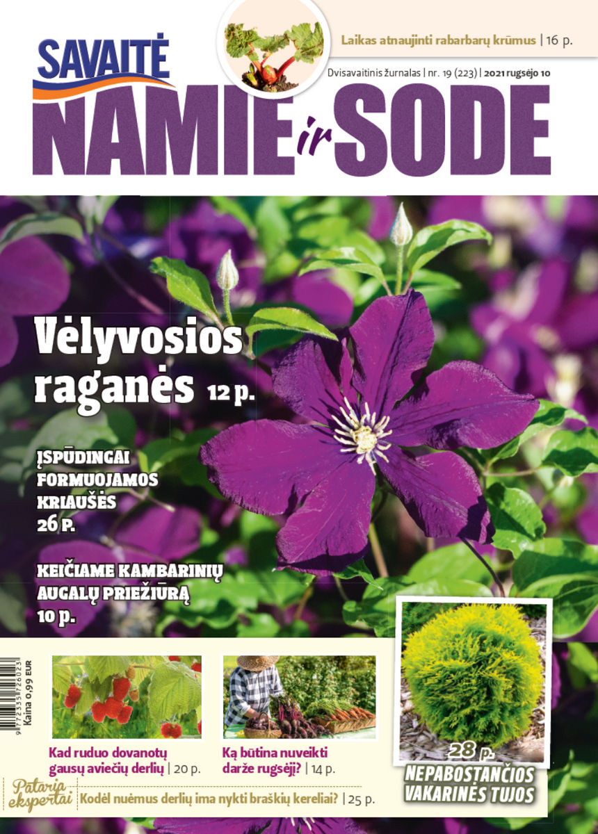 Namie Ir Sode 19 (2021) Namie Ir Sode 19 (2021)
