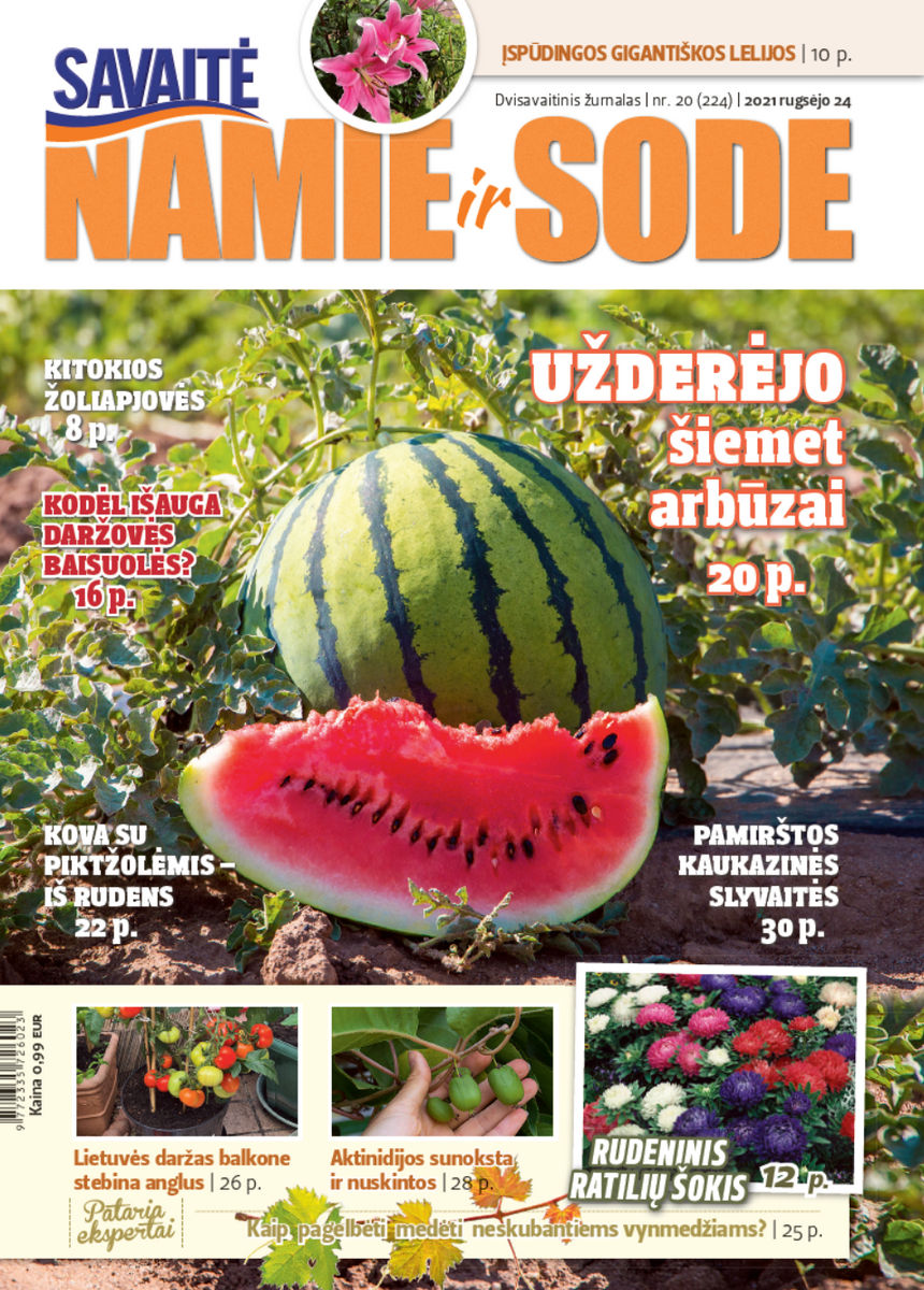 Namie Ir Sode 20 (2021)