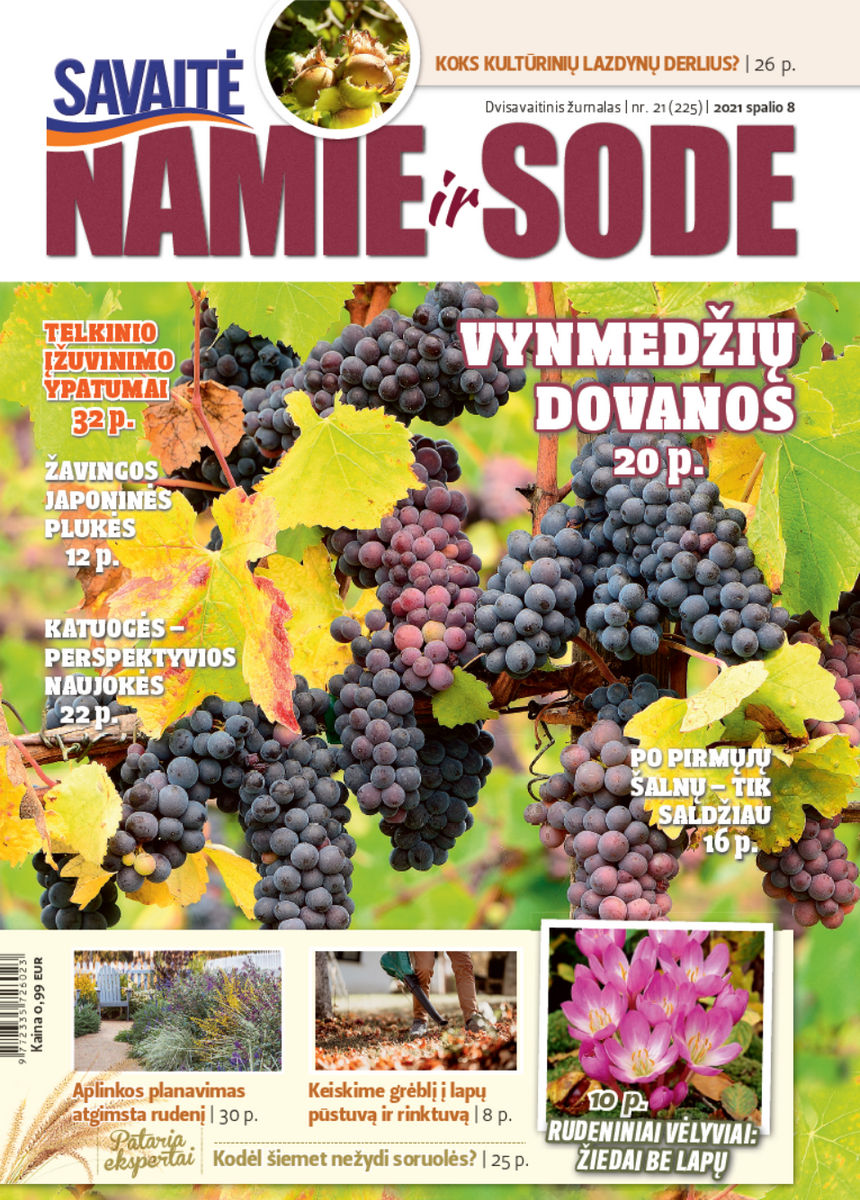 Namie Ir Sode 21 (2021) Namie Ir Sode 21 (2021)