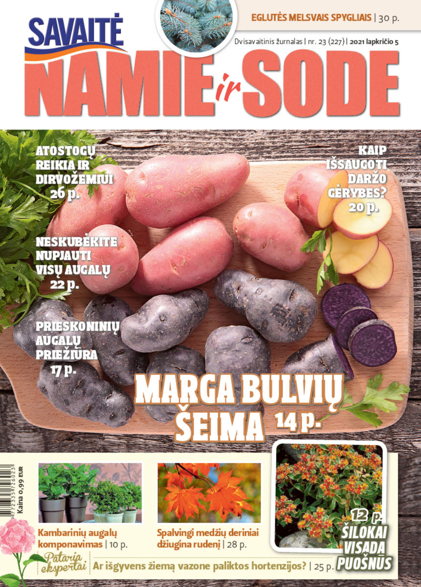 Namie Ir Sode 23 (2021)