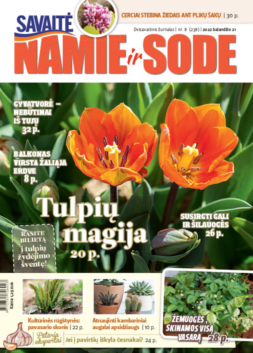 Namie Ir Sode 08 (2022)