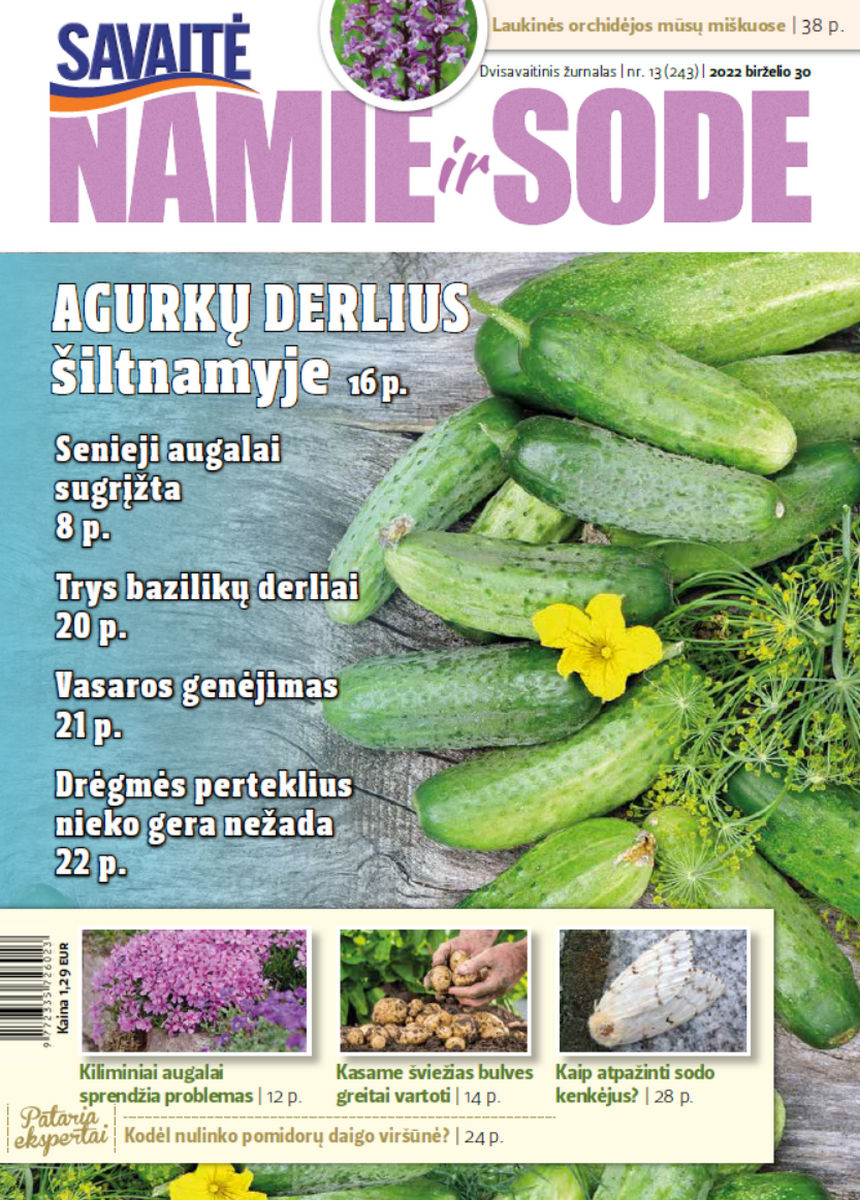 Namie Ir Sode 13 (2022)