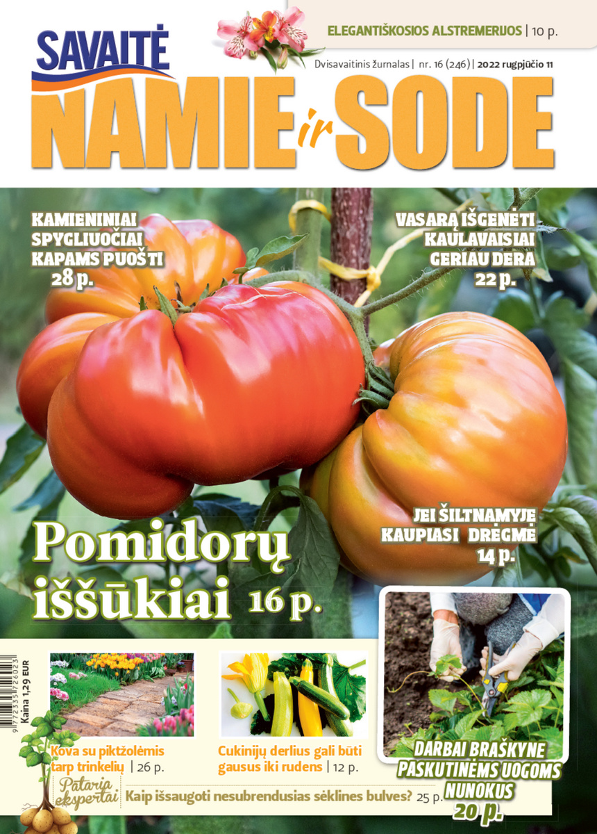 Namie Ir Sode 16 (2022)