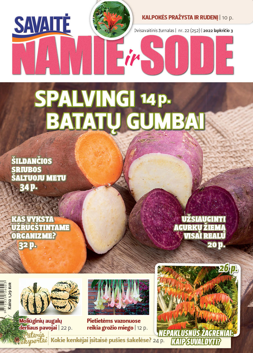 Namie Ir Sode 22 (2022)