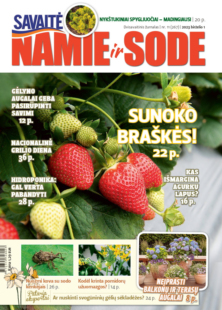 Namie Ir Sode 11 (2023) Namie Ir Sode 11 (2023)