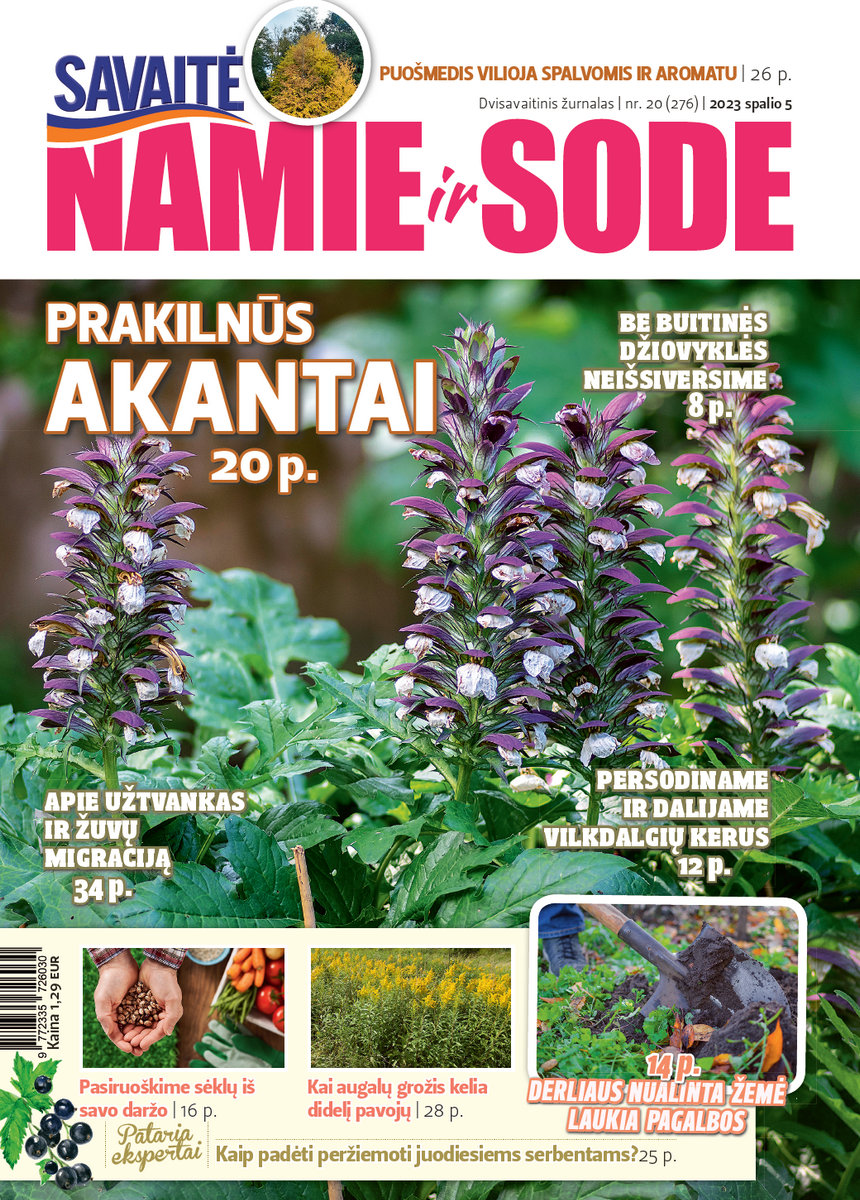 Namie Ir Sode 20 (2023) Namie Ir Sode 20 (2023)