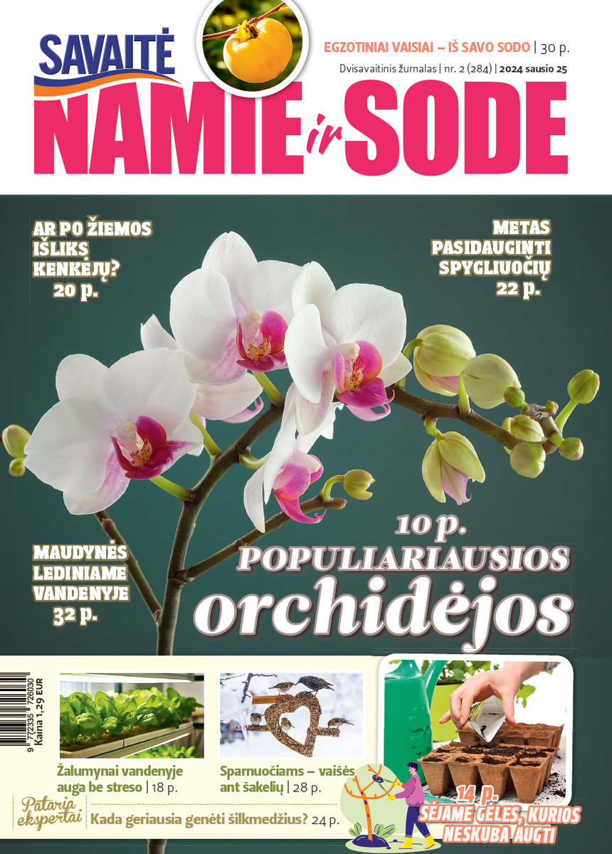 Namie Ir Sode 02 (2024)