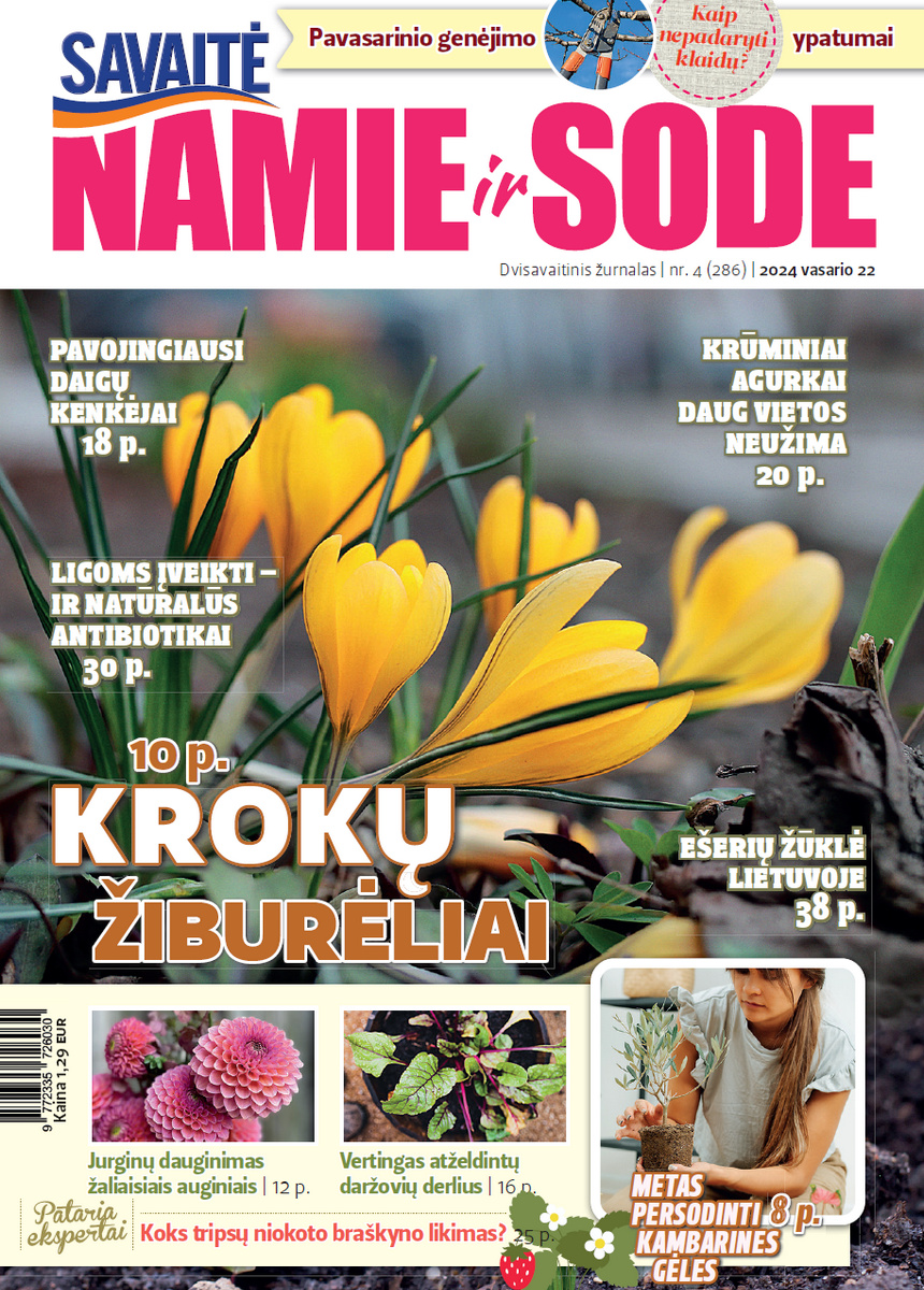 Namie Ir Sode 04 (2024)