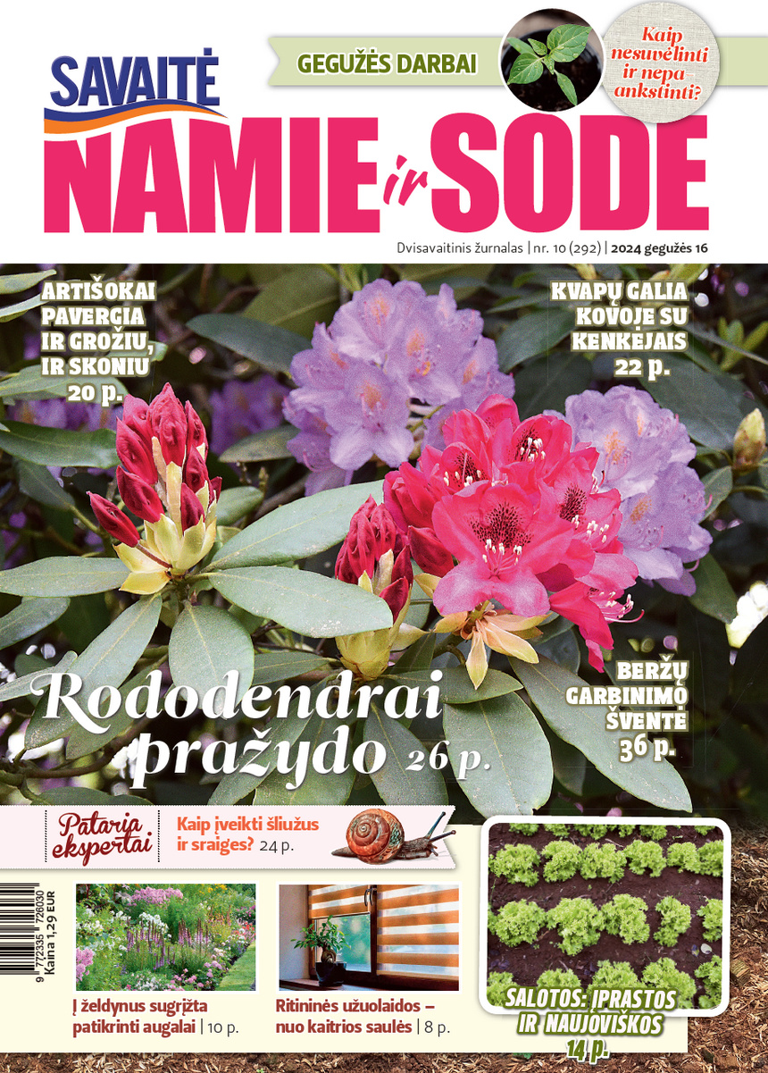 Namie Ir Sode 10 (2024)