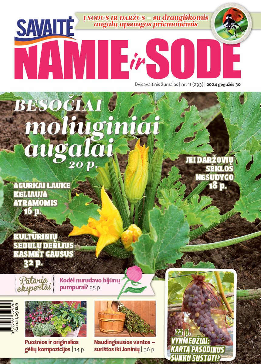 Namie Ir Sode 11 (2024)