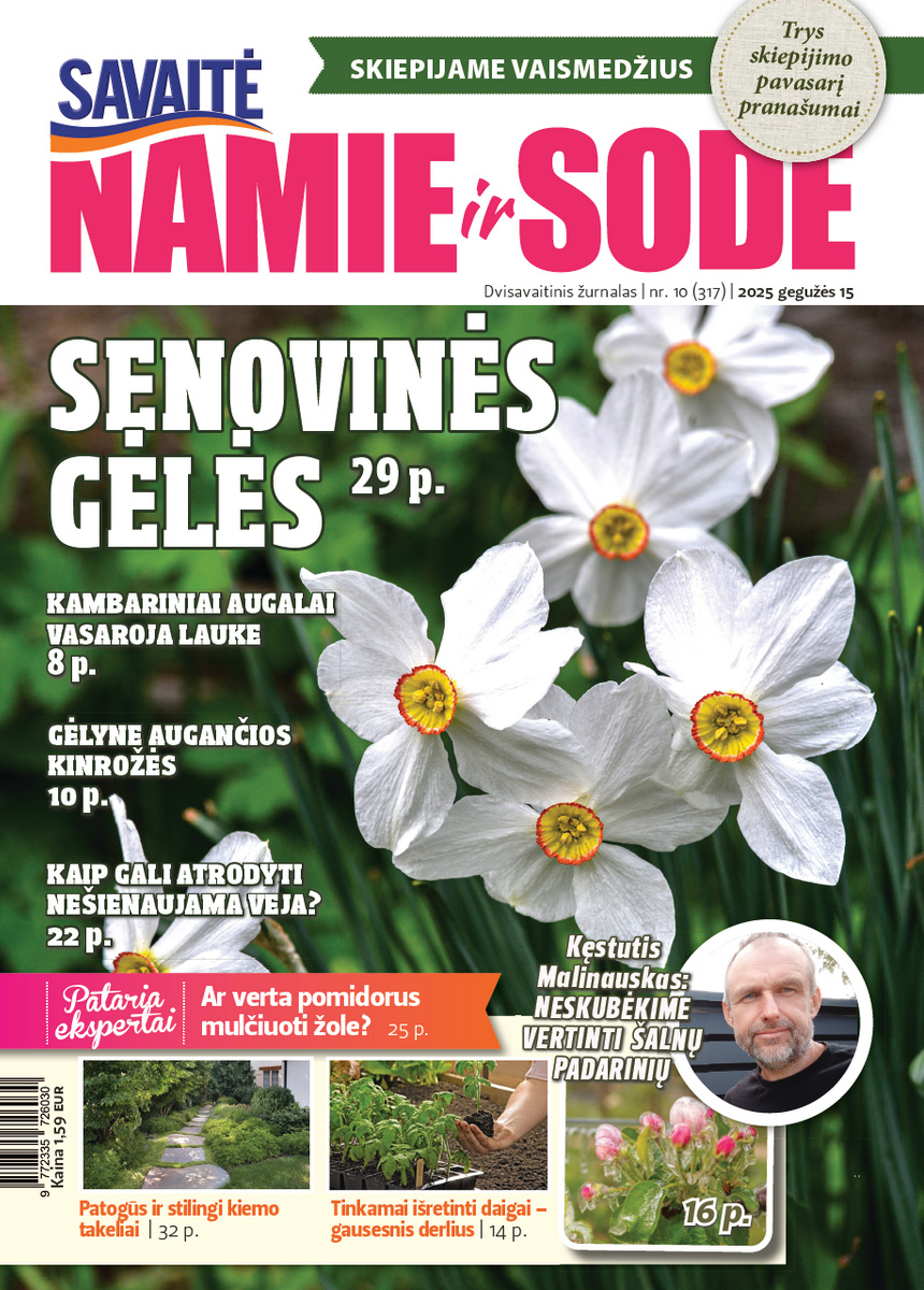 Namie Ir Sode 10 (2025)
