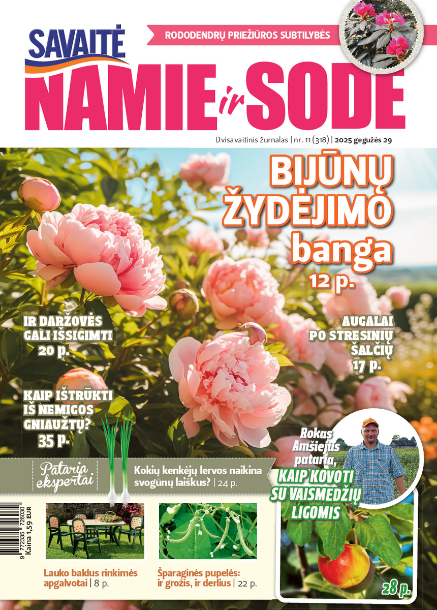Namie Ir Sode 11 (2025)