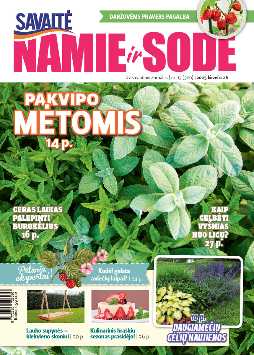 Namie Ir Sode 13 (2025)