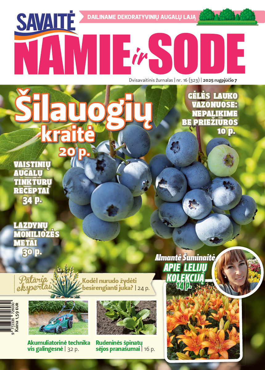 Namie Ir Sode 16 (2025)