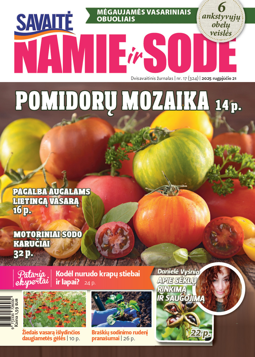 Namie Ir Sode 17 (2025)